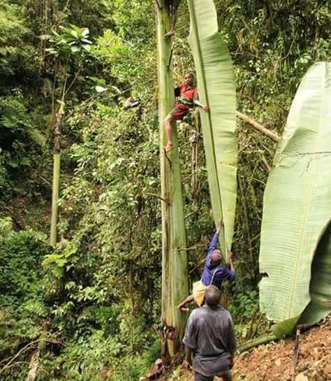 Musa ingens - Giant Highland Banana, Hua Moa Banana - Image 4