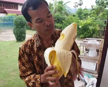 Musa ingens - Giant Highland Banana, Hua Moa Banana - Image 6
