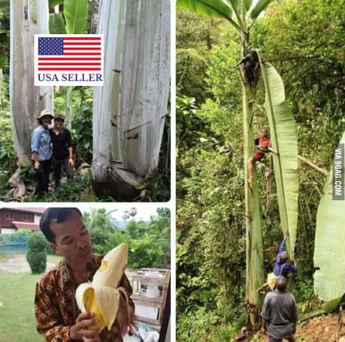 Musa ingens - Giant Highland Banana, Hua Moa Banana - Image 10