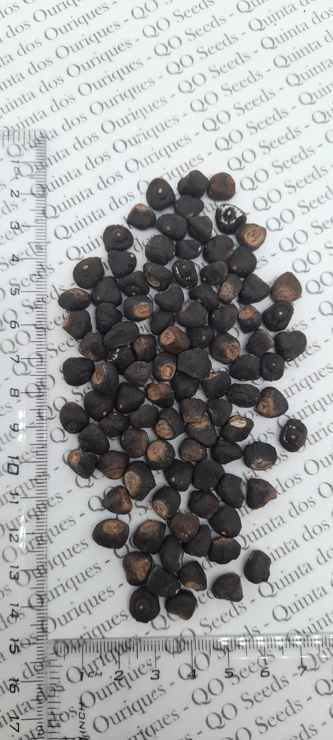 Musa ingens - Giant Highland Banana, Hua Moa Banana - Image 11