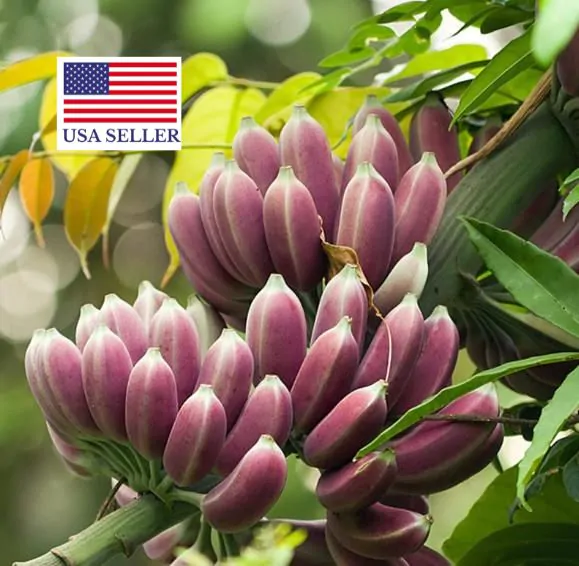 Musa itinerans - Burmese Blue, Blue Burmese Banana - Image 5