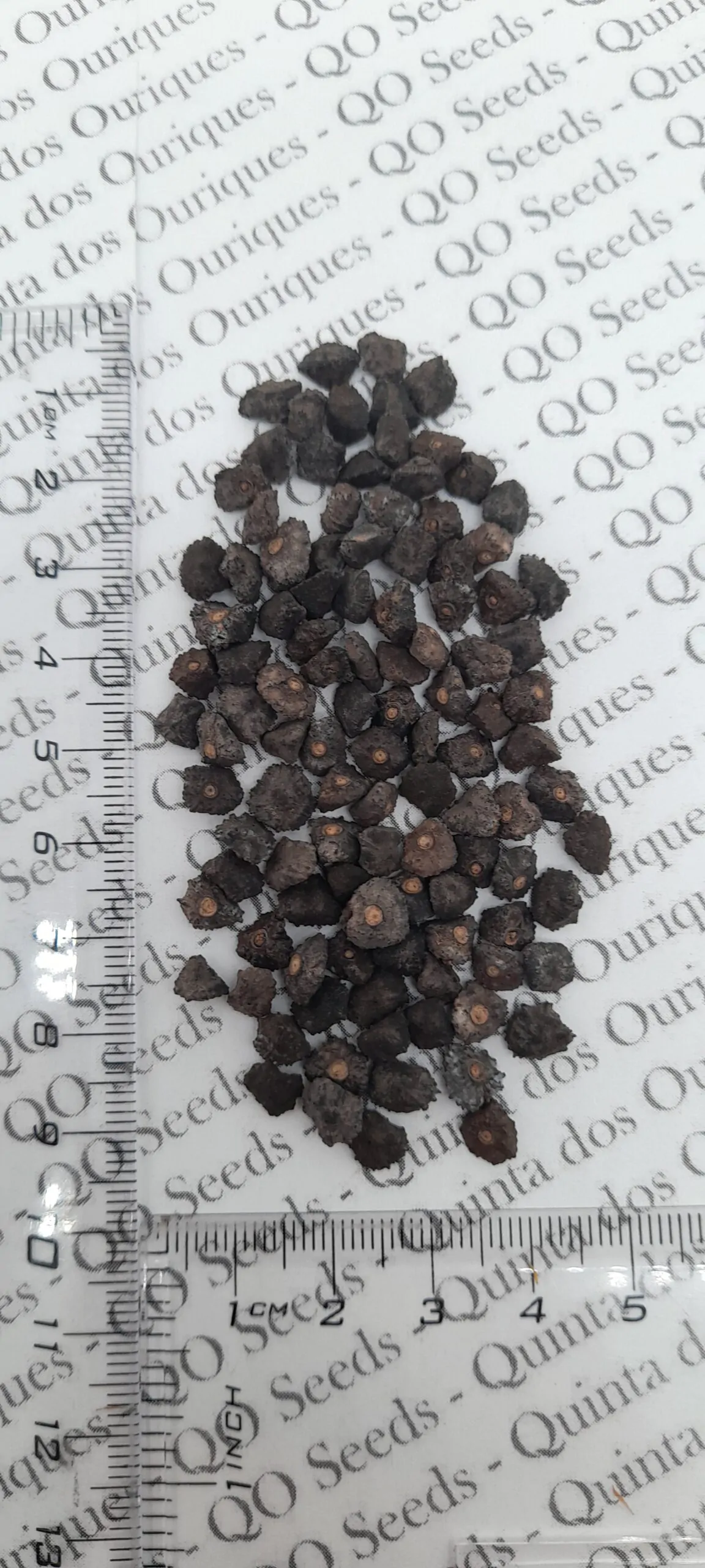 Musa itinerans - Burmese Blue, Blue Burmese Banana - Image 6