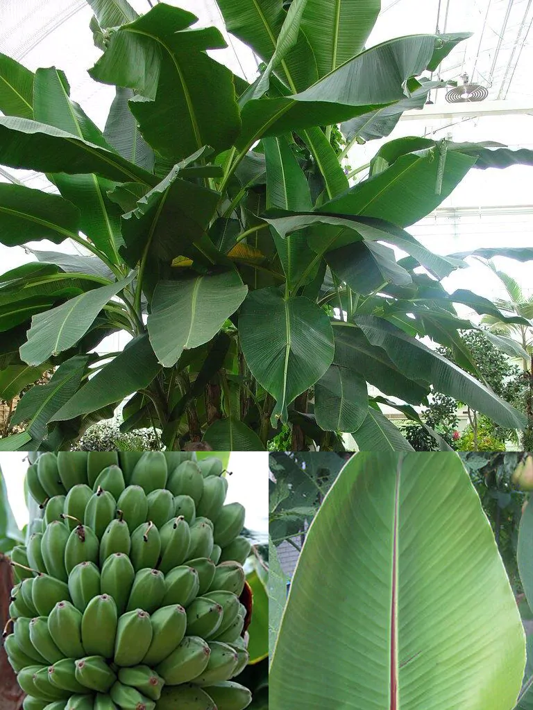 Musa sikkimensis - Darjeeling Banana, Giant Banana