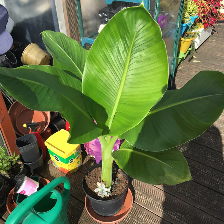 Musa sikkimensis - Darjeeling Banana, Giant Banana - Image 3