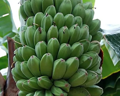 Musa sikkimensis - Darjeeling Banana, Giant Banana - Image 5