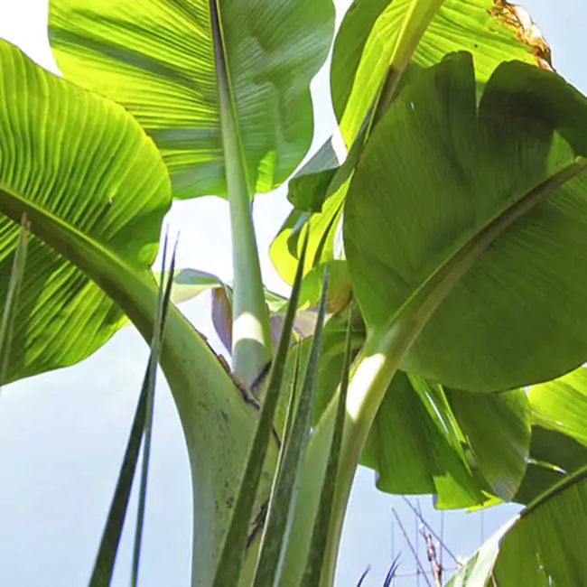 Musa sikkimensis - Darjeeling Banana, Giant Banana - Image 6