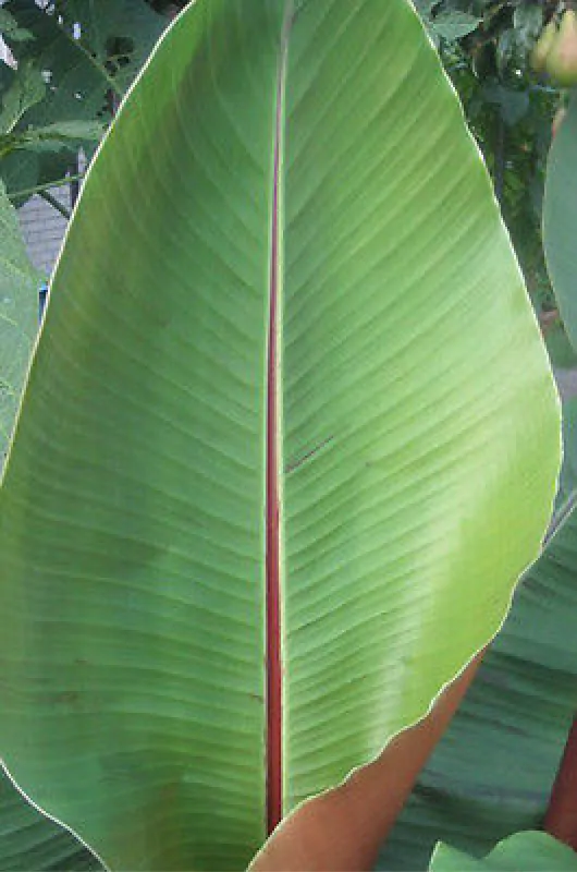 Musa sikkimensis - Darjeeling Banana, Giant Banana - Image 8
