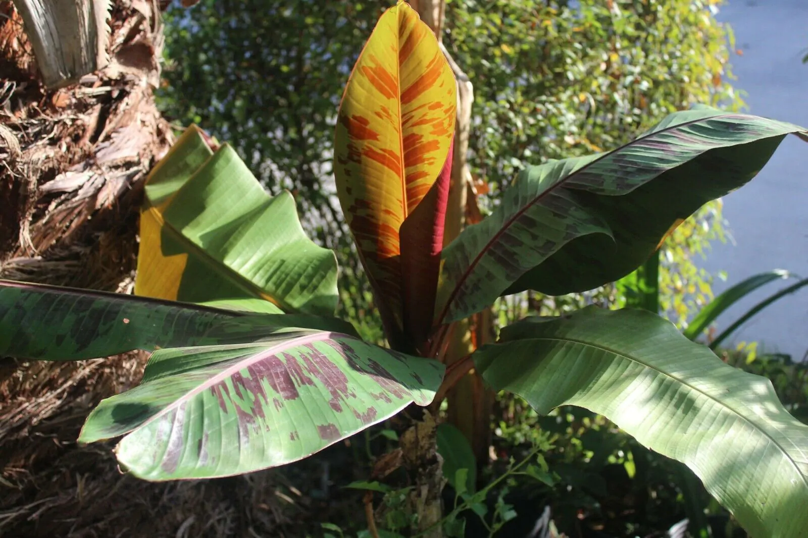 Musa sikkimensis 'Red Tiger' - Red Tiger Banana, Bengal tiger