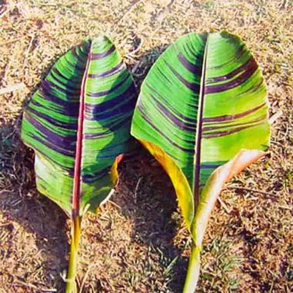 Musa sikkimensis 'Red Tiger' - Red Tiger Banana, Bengal tiger - Image 2