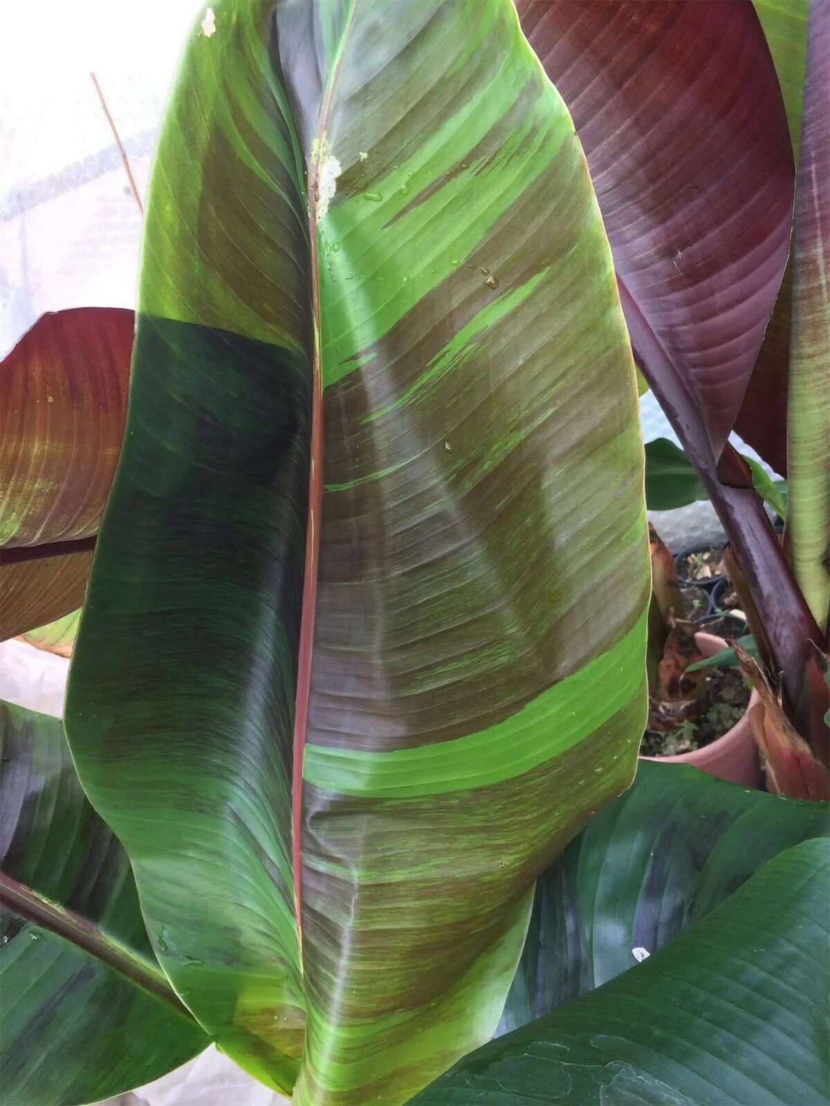 Musa sikkimensis 'Red Tiger' - Red Tiger Banana, Bengal tiger - Image 7
