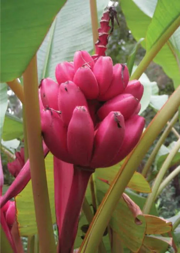 Musa velutina - Pink Dwarf Banana