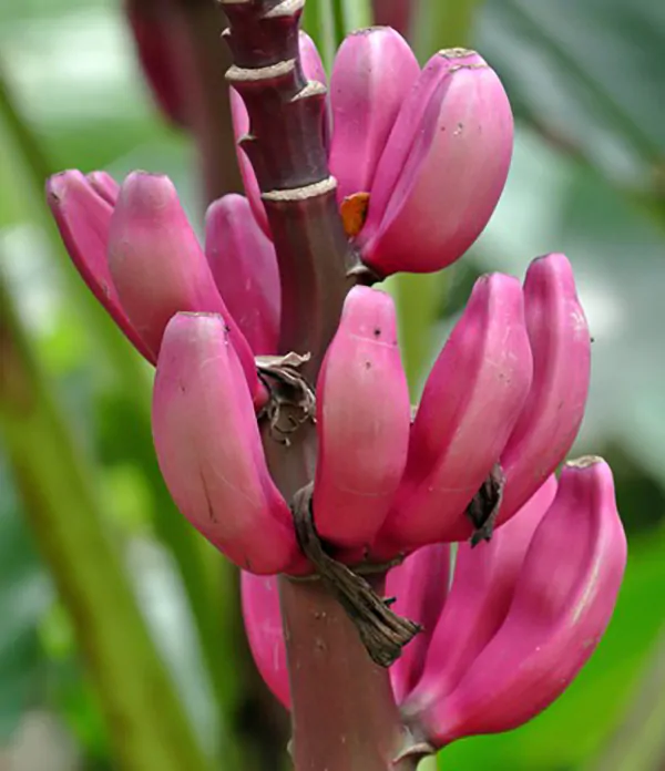 Musa velutina - Pink Dwarf Banana - Image 3
