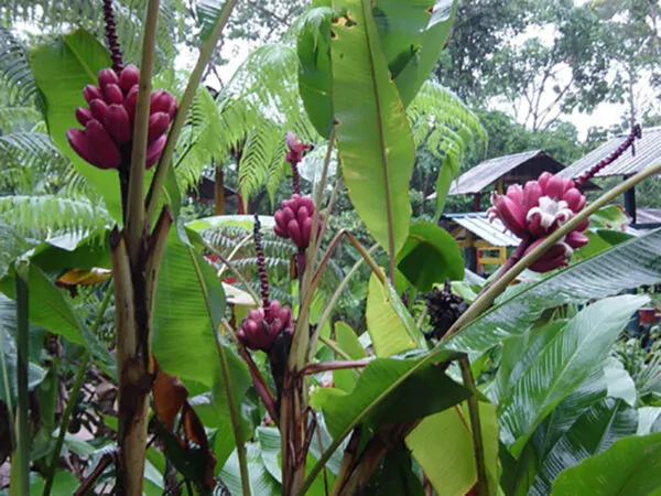 Musa velutina - Pink Dwarf Banana - Image 4