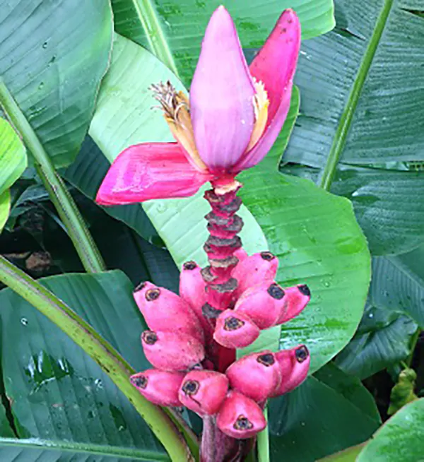 Musa velutina - Pink Dwarf Banana - Image 5
