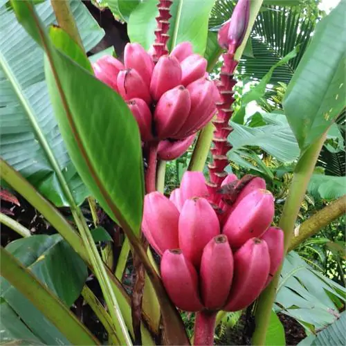 Musa velutina - Pink Dwarf Banana - Image 6