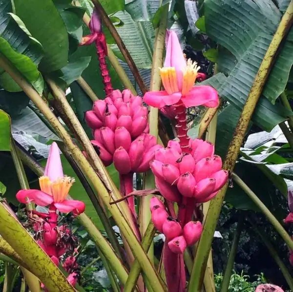 Musa velutina - Pink Dwarf Banana - Image 7