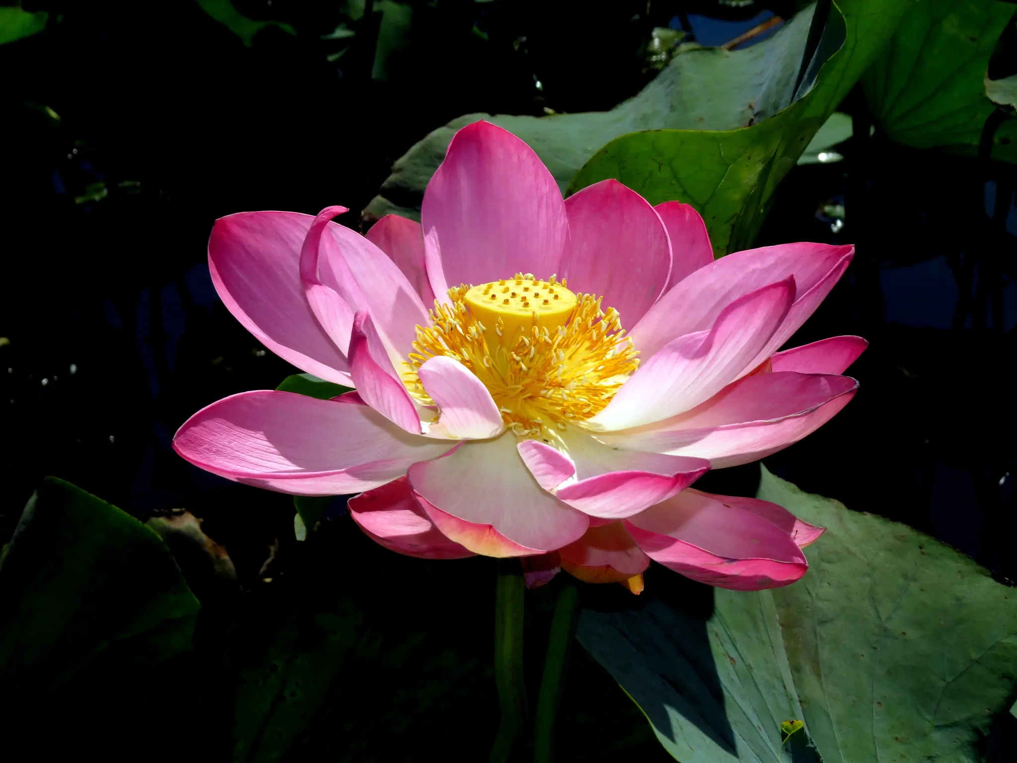 Nelumbo nucifera 'Pink' / Nelumbium speciosum / Nelumbo komarovii / Nymphaea nelumbo - Indian Lotus, Sacred Lotus, Lotus