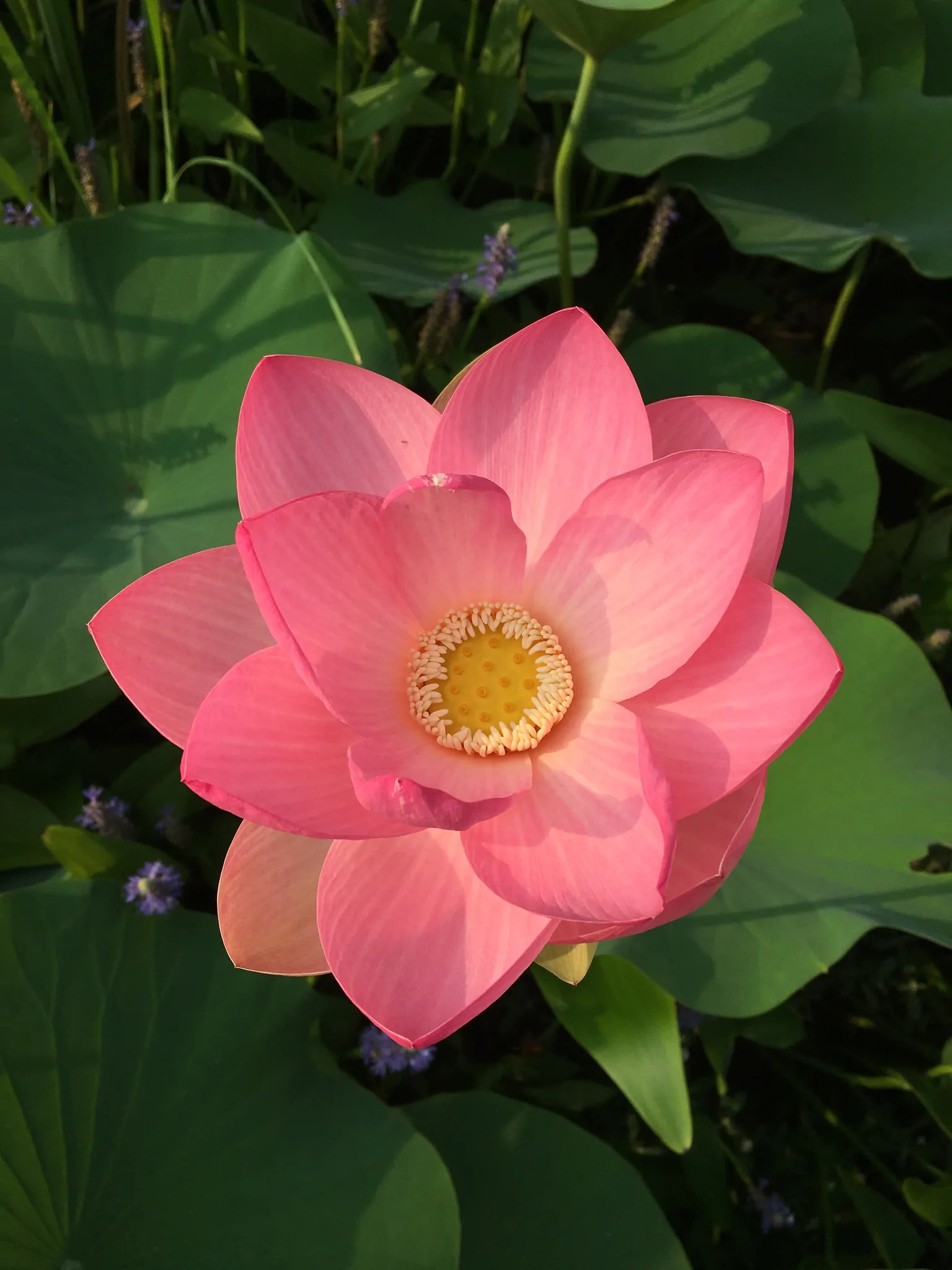 Nelumbo nucifera 'Pink' / Nelumbium speciosum / Nelumbo komarovii / Nymphaea nelumbo - Indian Lotus, Sacred Lotus, Lotus - Image 2