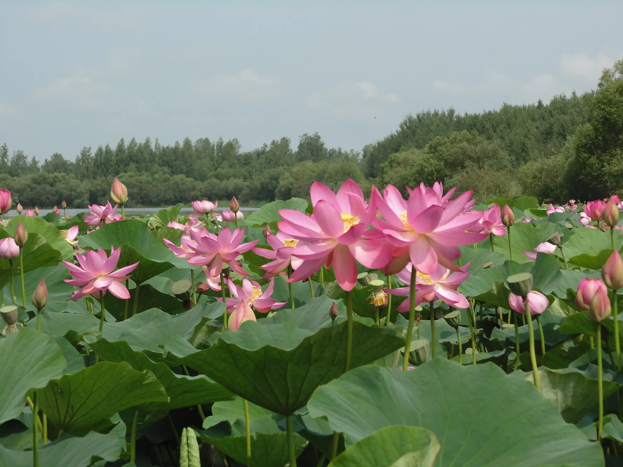 Nelumbo nucifera 'Pink' / Nelumbium speciosum / Nelumbo komarovii / Nymphaea nelumbo - Indian Lotus, Sacred Lotus, Lotus - Image 5