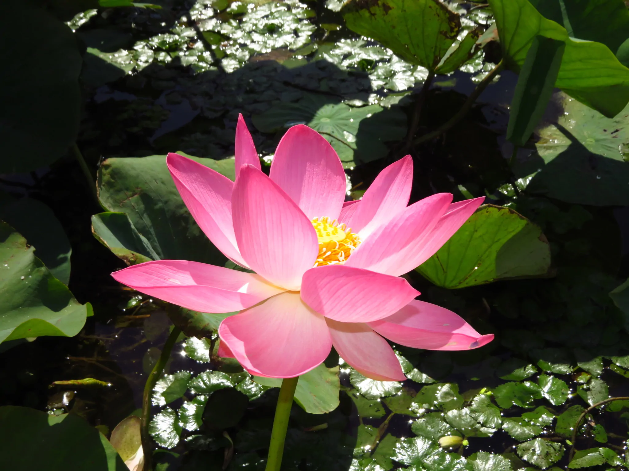 Nelumbo nucifera 'Pink' / Nelumbium speciosum / Nelumbo komarovii / Nymphaea nelumbo - Indian Lotus, Sacred Lotus, Lotus - Image 6