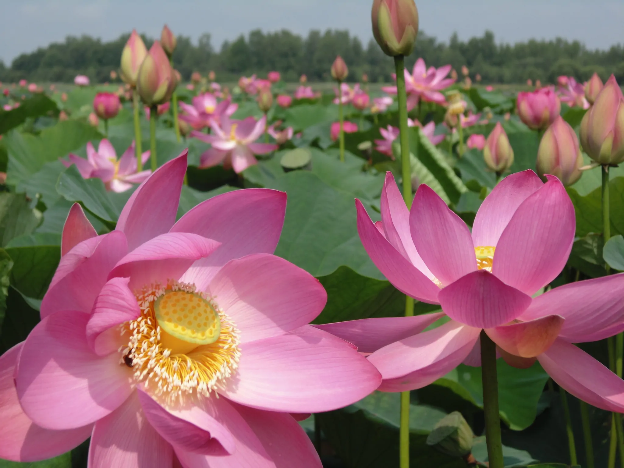 Nelumbo nucifera 'Pink' / Nelumbium speciosum / Nelumbo komarovii / Nymphaea nelumbo - Indian Lotus, Sacred Lotus, Lotus - Image 7