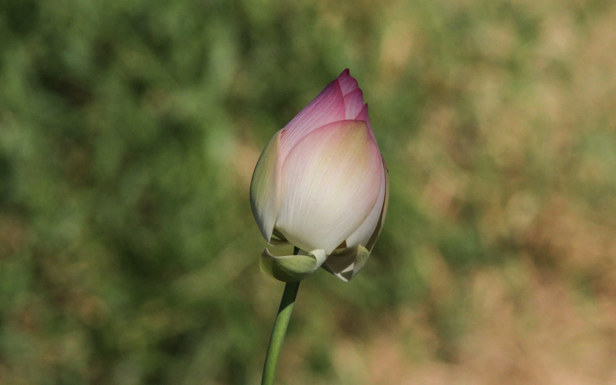 Nelumbo nucifera 'Pink' / Nelumbium speciosum / Nelumbo komarovii / Nymphaea nelumbo - Indian Lotus, Sacred Lotus, Lotus - Image 8