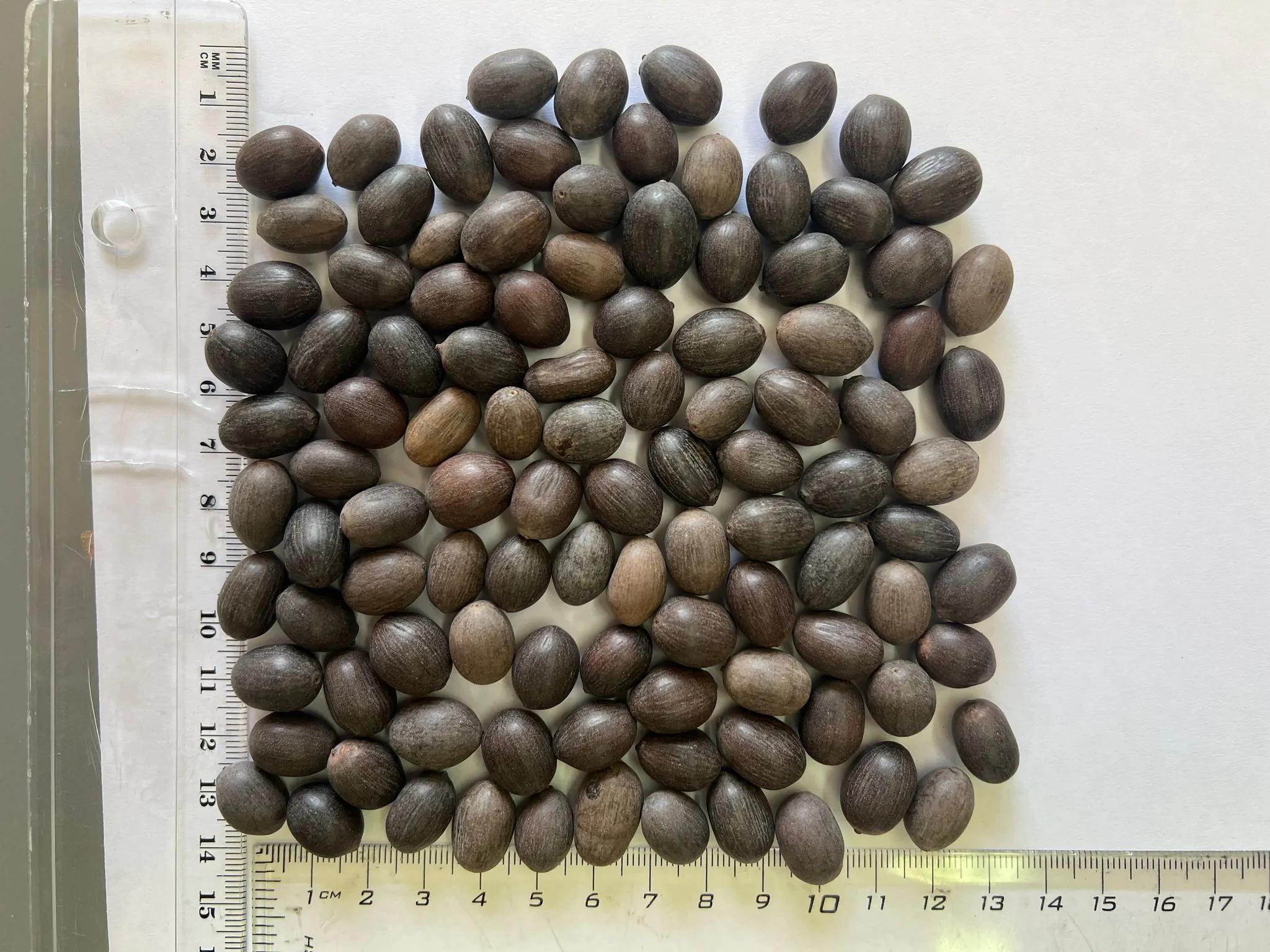 Nelumbo nucifera 'Pink' / Nelumbium speciosum / Nelumbo komarovii / Nymphaea nelumbo - Indian Lotus, Sacred Lotus, Lotus - Image 9