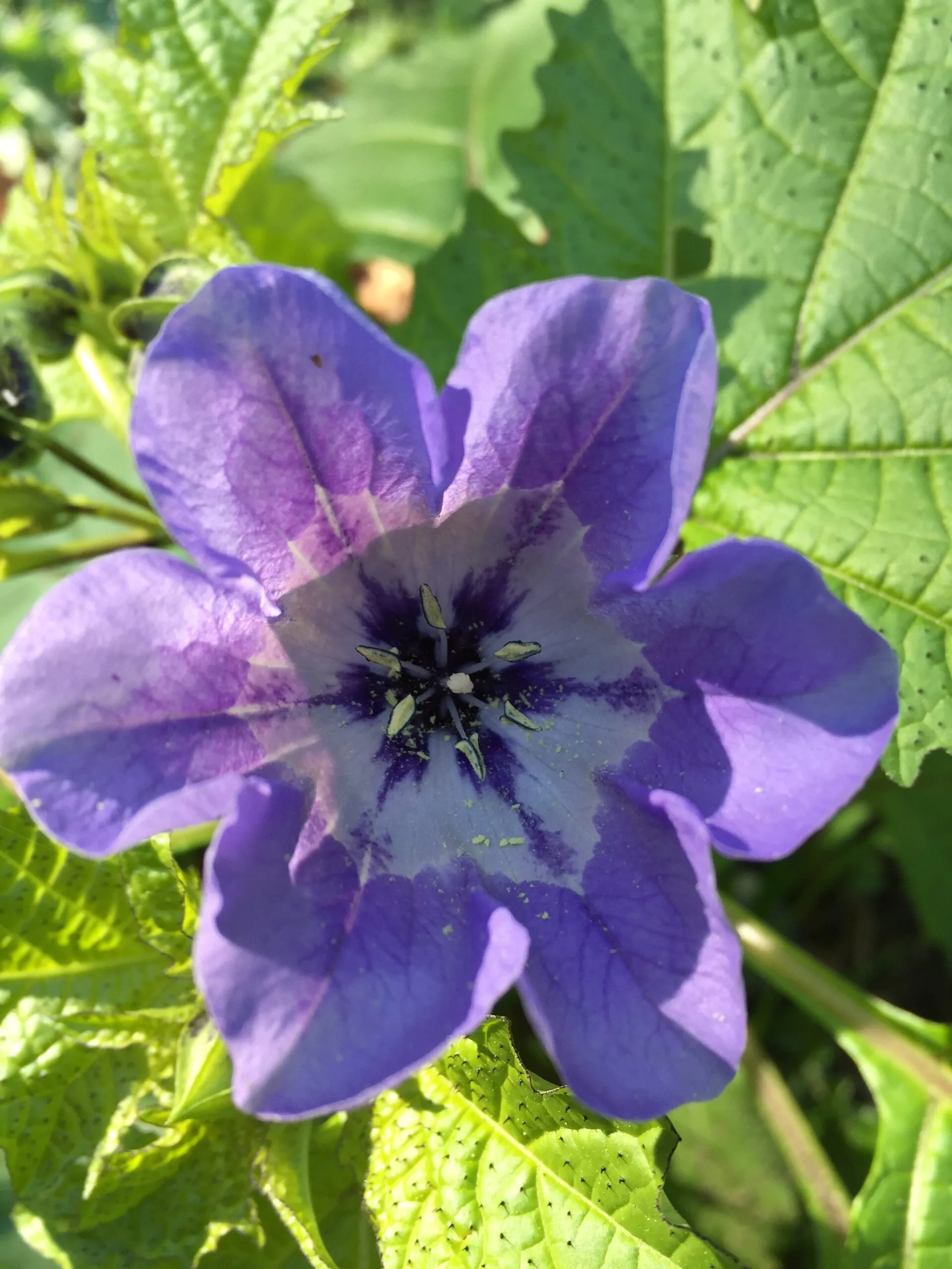 Nicandra physalodes - Apple of Peru, Shoofly Plant