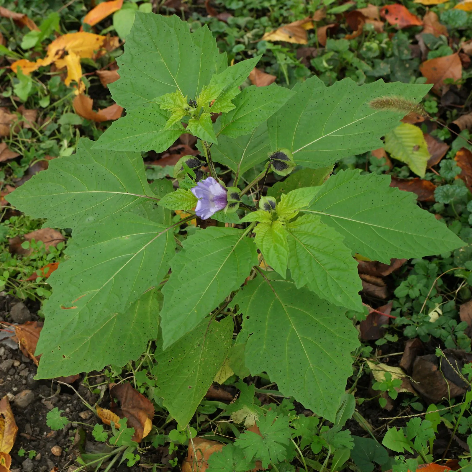 Nicandra physalodes - Apple of Peru, Shoofly Plant - Image 2