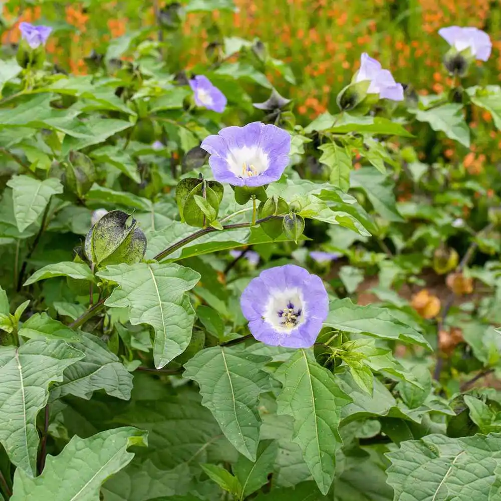 Nicandra physalodes - Apple of Peru, Shoofly Plant - Image 4
