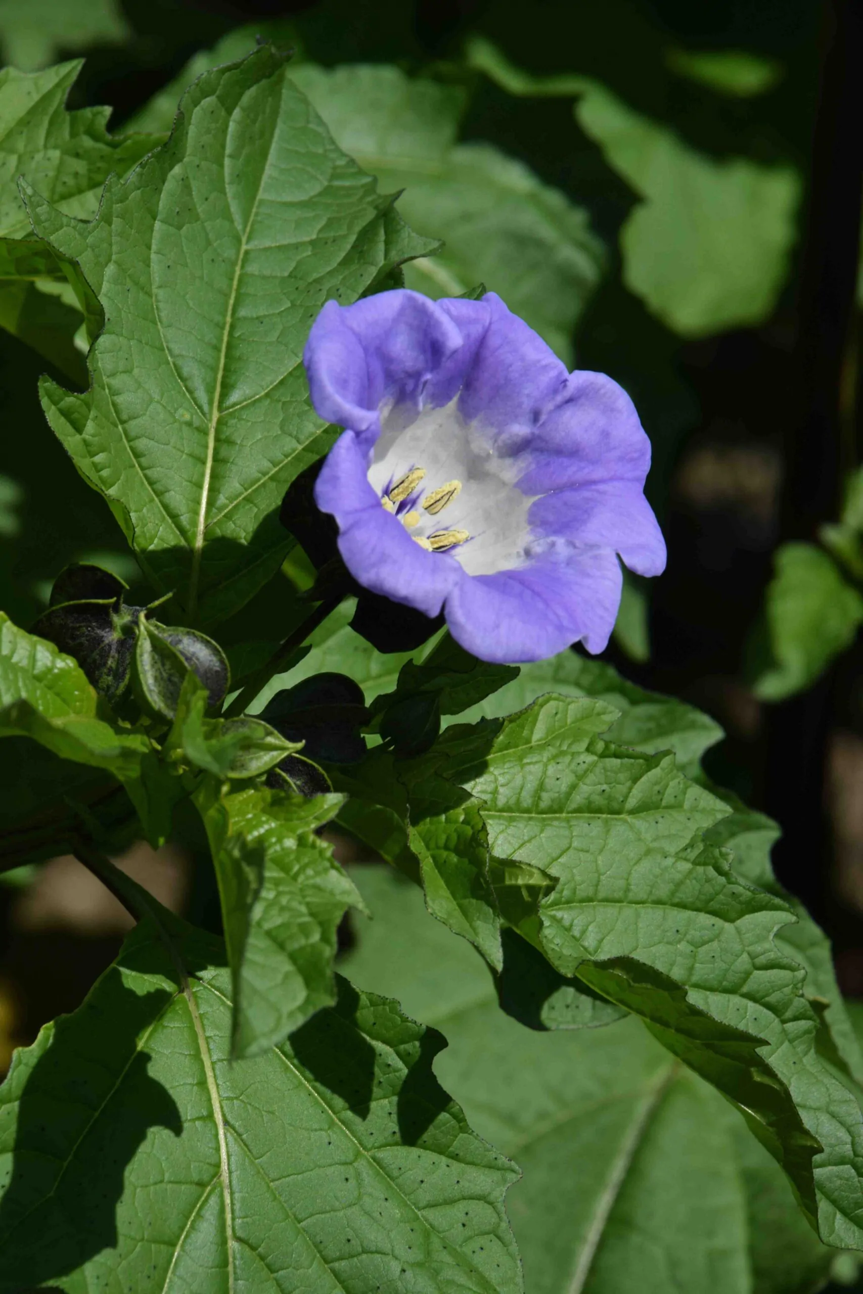 Nicandra physalodes - Apple of Peru, Shoofly Plant - Image 5