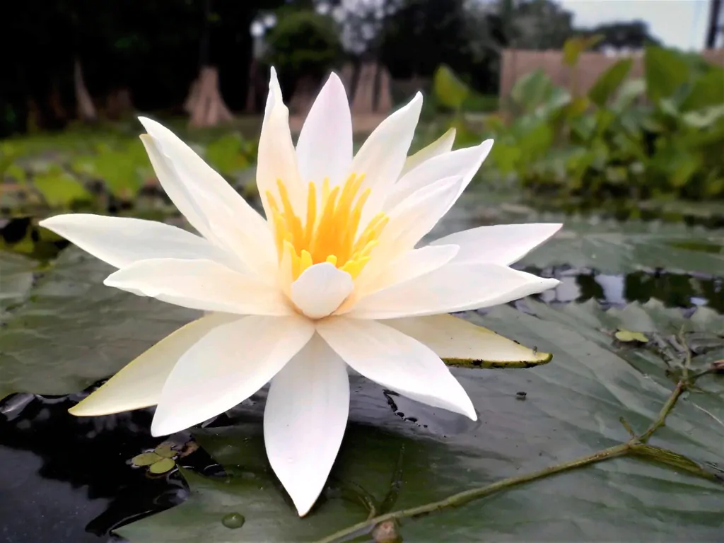 Nymphaea pubescens var. white - Hairy Water Lily - Image 2