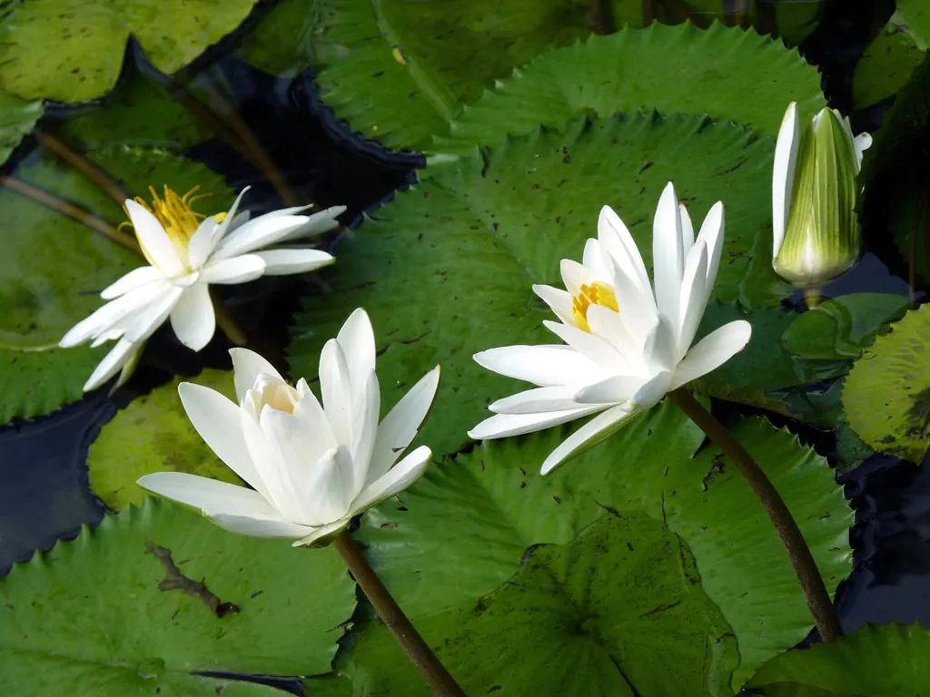 Nymphaea pubescens var. white - Hairy Water Lily - Image 3
