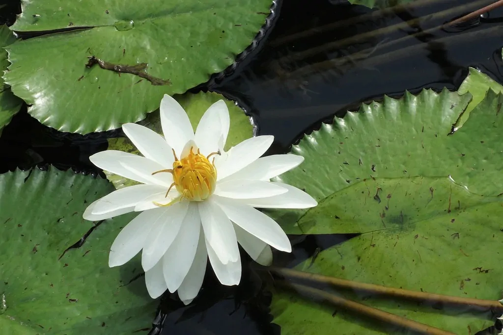 Nymphaea pubescens var. white - Hairy Water Lily - Image 4