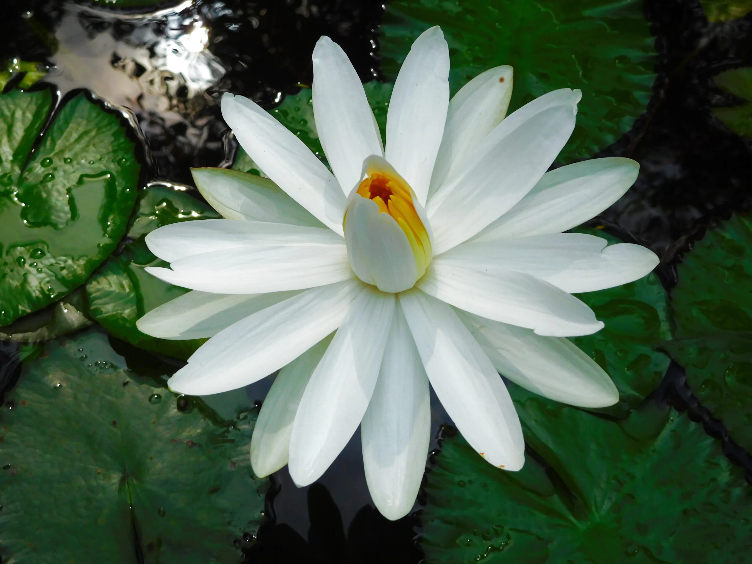 Nymphaea pubescens var. white - Hairy Water Lily