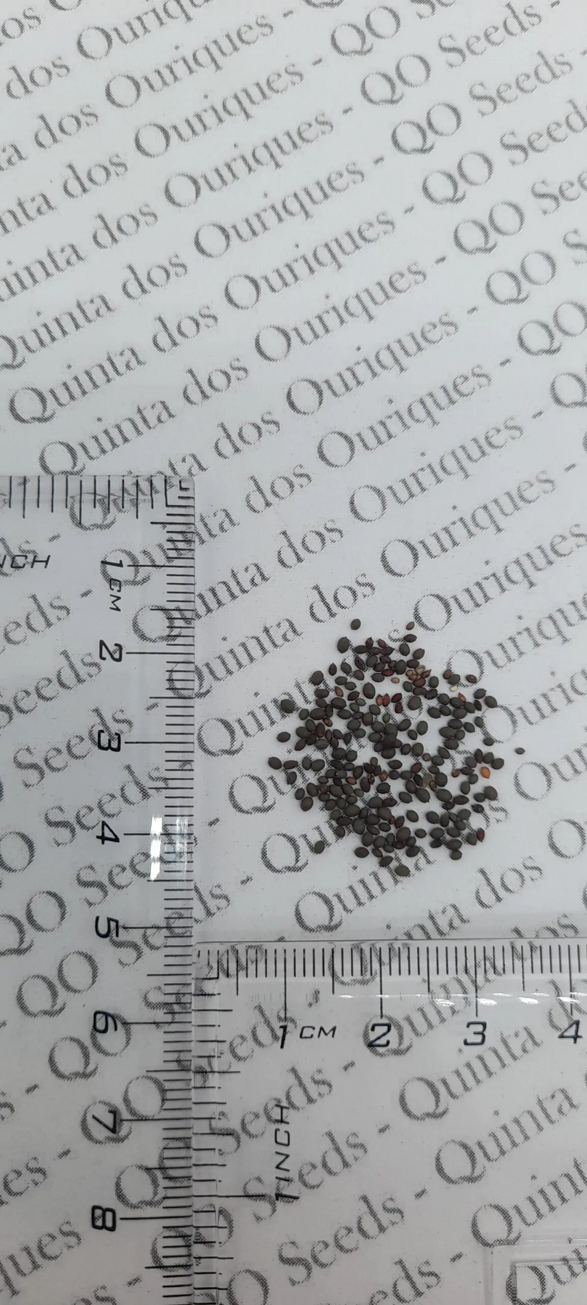 Nymphaea pubescens var. white - Hairy Water Lily - Image 5