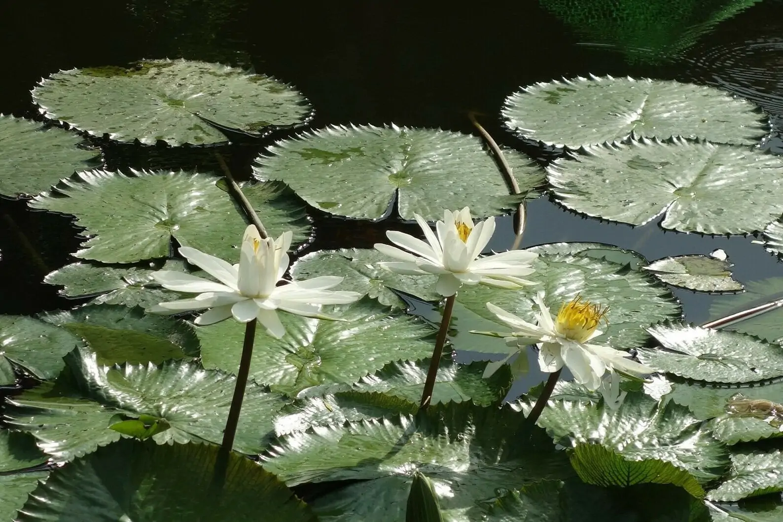 Nymphaea pubescens var. white - Hairy Water Lily - Image 7