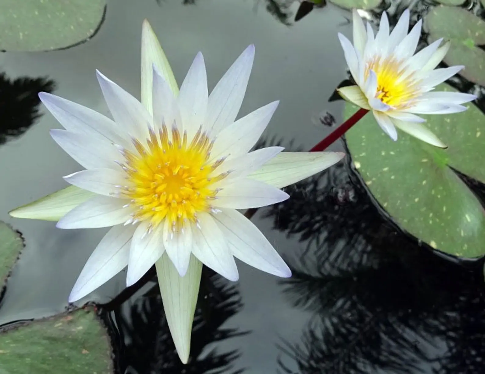 Nymphaea pubescens var. white - Hairy Water Lily - Image 8