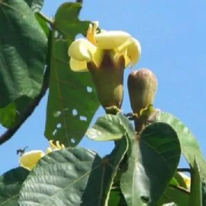 Ochroma pyramidale - Balsa tree