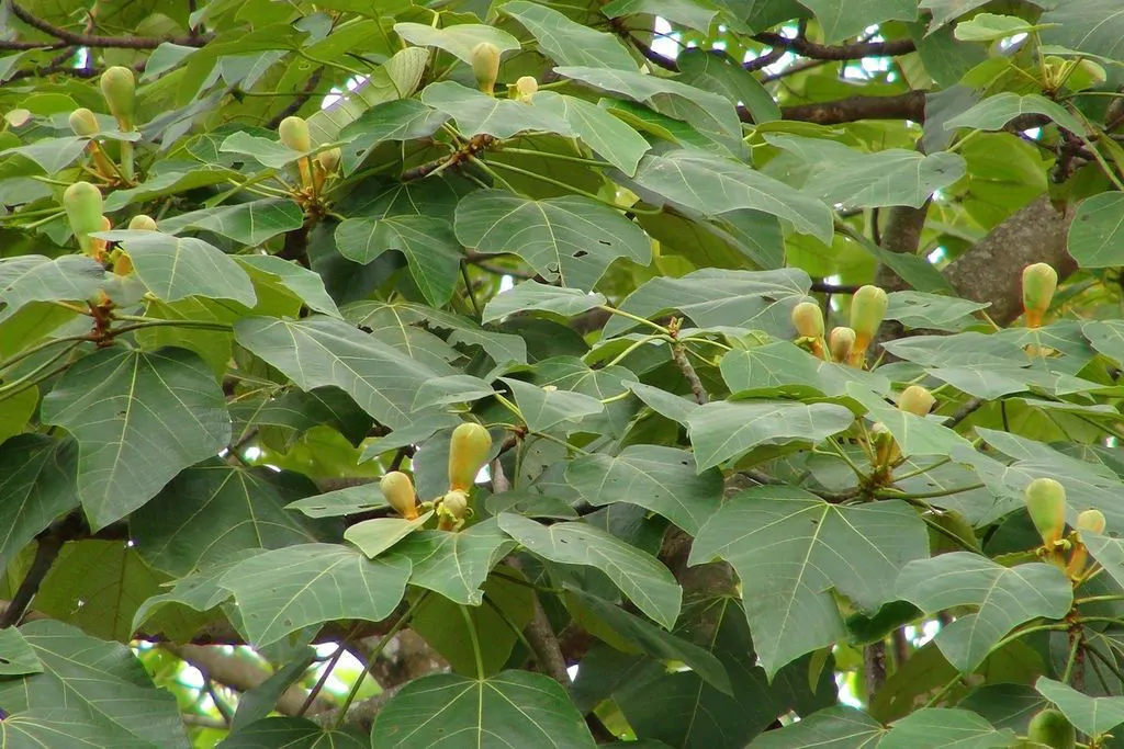 Ochroma pyramidale - Balsa tree - Image 3