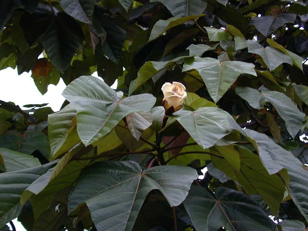 Ochroma pyramidale - Balsa tree - Image 5