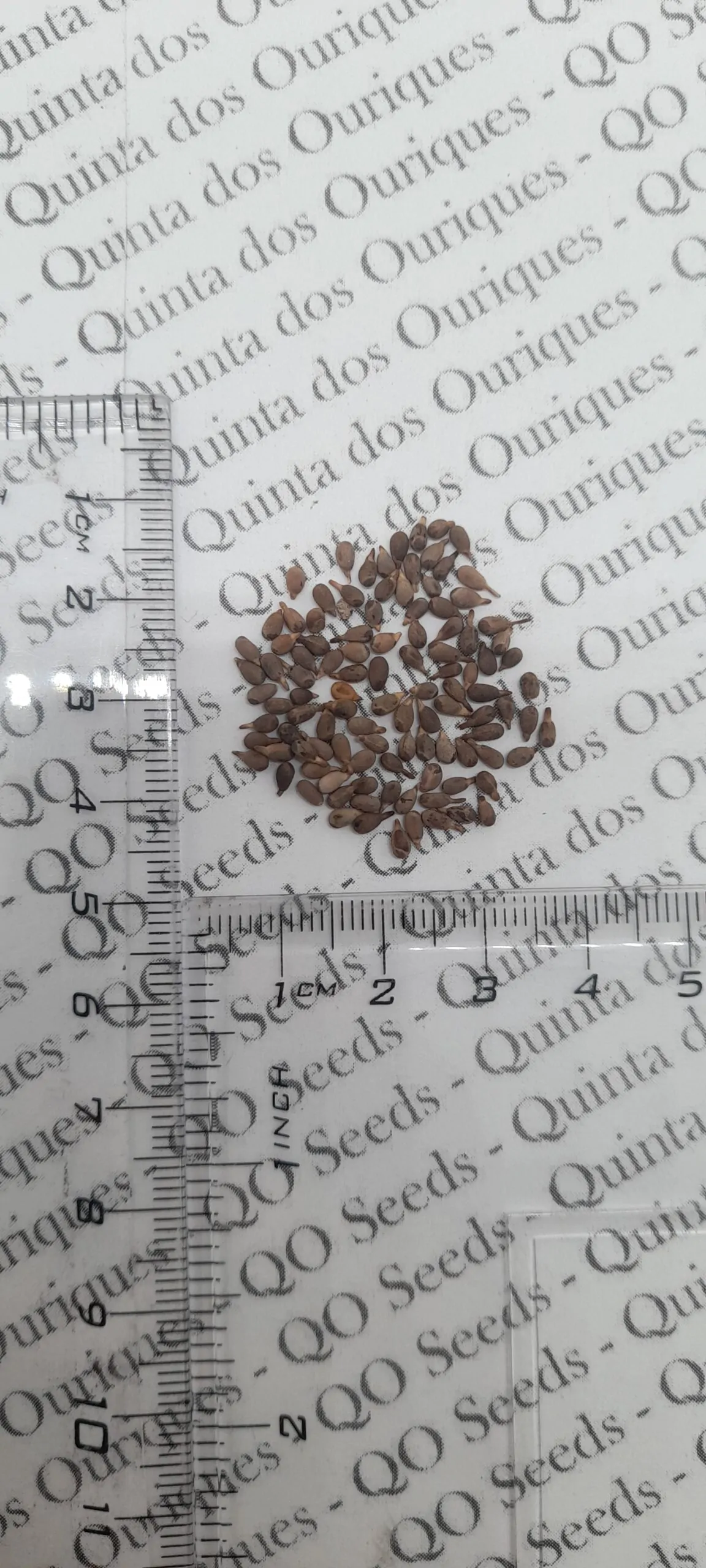 Ochroma pyramidale - Balsa tree - Image 6