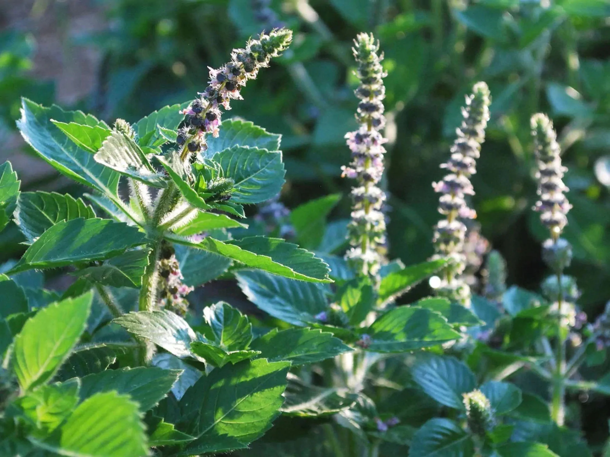 Ocimum tenuiflorum 'Green Leaf' / Ocimum sanctum / Geniosporum tenuiflorum - Ayurvedic Herb, Basil Holy Green, Heiliges Basilikum, Holy Basil, Kaprao, Kha Prao, Ling Ling Xiang, Rama Tulsi, Riha, Sri Tulsi, Tulasi, Tulsi - Image 2