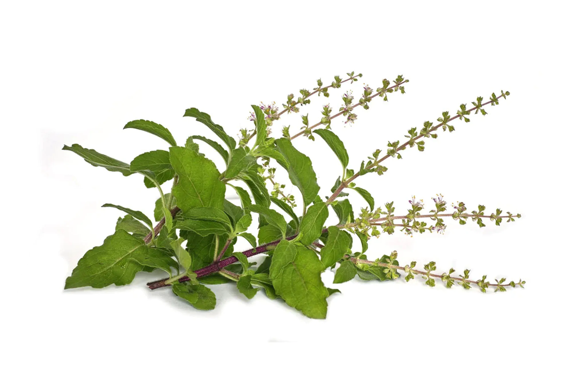 Ocimum tenuiflorum 'Green Leaf' / Ocimum sanctum / Geniosporum tenuiflorum - Ayurvedic Herb, Basil Holy Green, Heiliges Basilikum, Holy Basil, Kaprao, Kha Prao, Ling Ling Xiang, Rama Tulsi, Riha, Sri Tulsi, Tulasi, Tulsi - Image 3