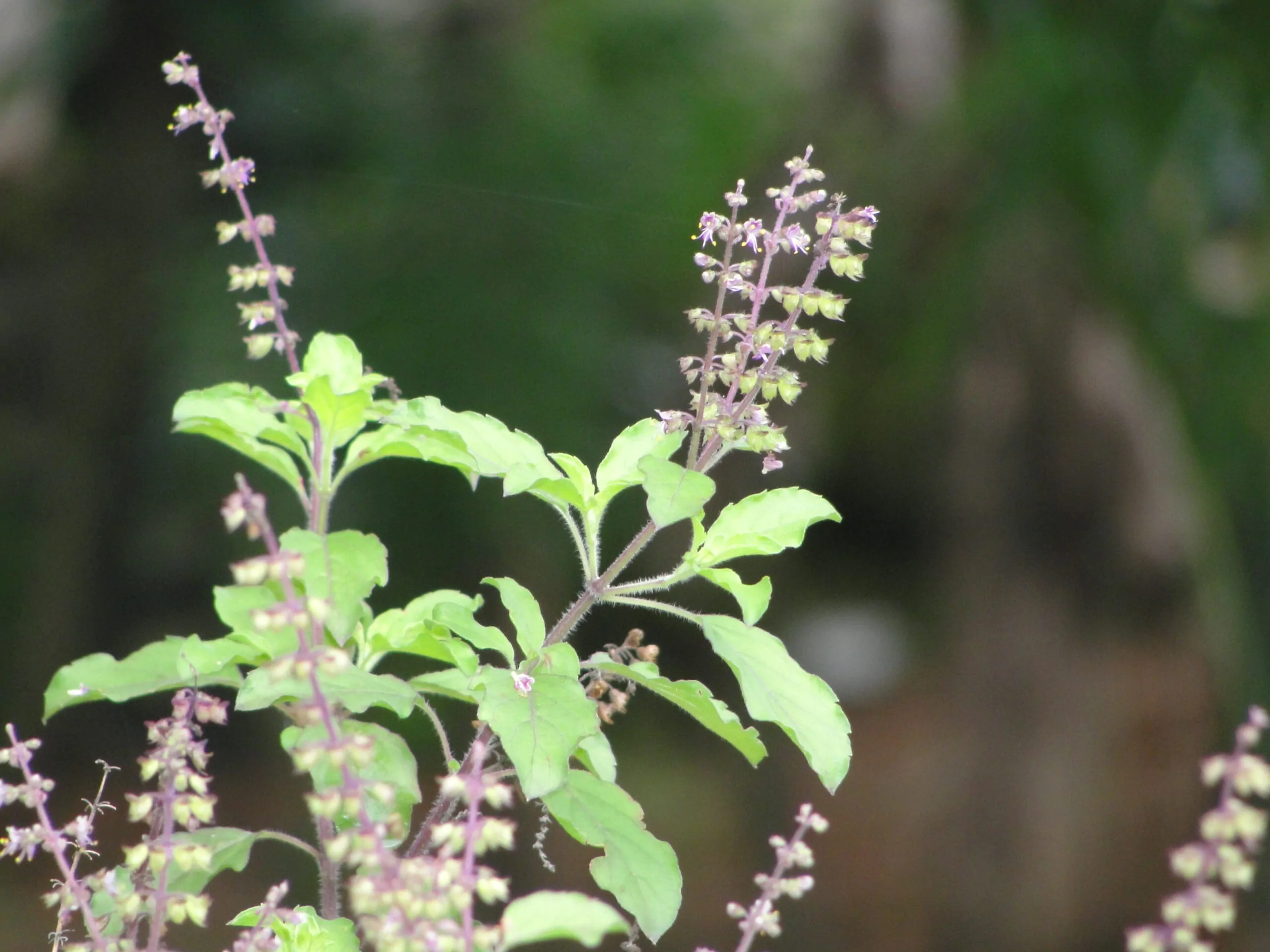 Ocimum tenuiflorum 'Green Leaf' / Ocimum sanctum / Geniosporum tenuiflorum - Ayurvedic Herb, Basil Holy Green, Heiliges Basilikum, Holy Basil, Kaprao, Kha Prao, Ling Ling Xiang, Rama Tulsi, Riha, Sri Tulsi, Tulasi, Tulsi - Image 5