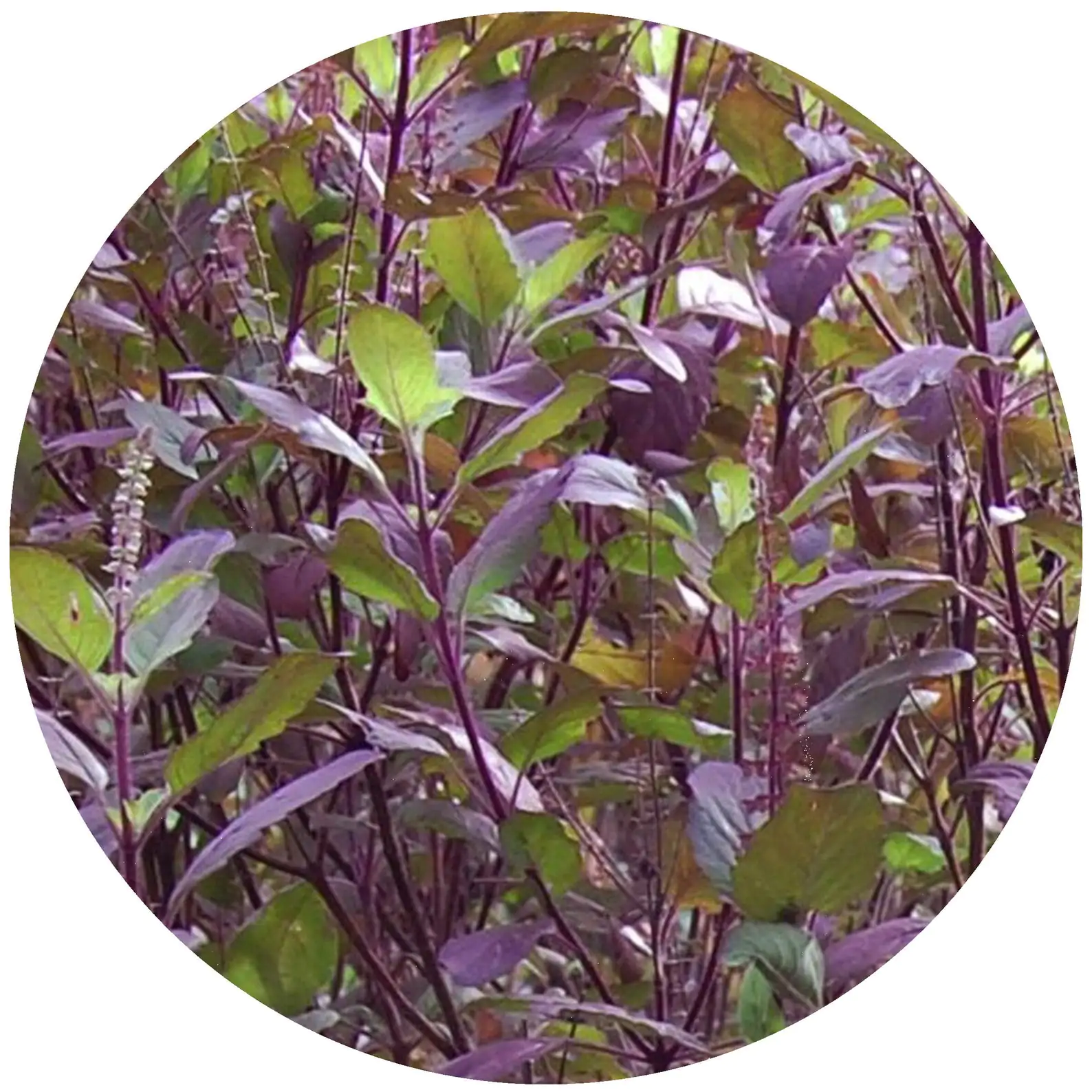 Ocimum tenuiflorum 'Purple Leaf' / Ocimum sanctum / Geniosporum tenuiflorum - Ayurvedic Herb, Basil Holy Green, Heiliges Basilikum, Holy Basil, Kaprao, Kha Prao, Ling Ling Xiang, Rama Tulsi, Riha, Sri Tulsi, Tulasi, Tulsi - Image 8
