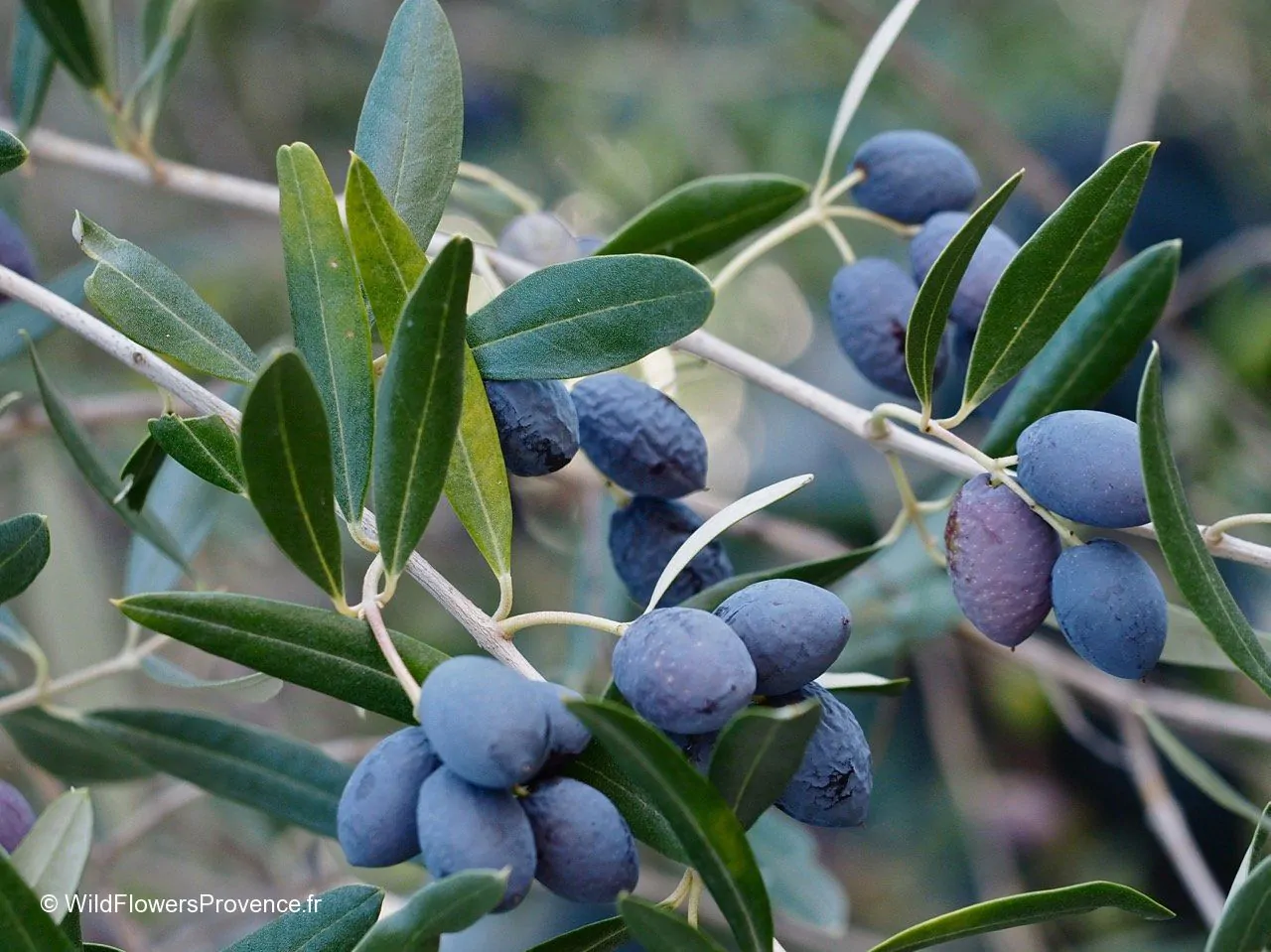 Olea europaea - Olive Tree - Image 2