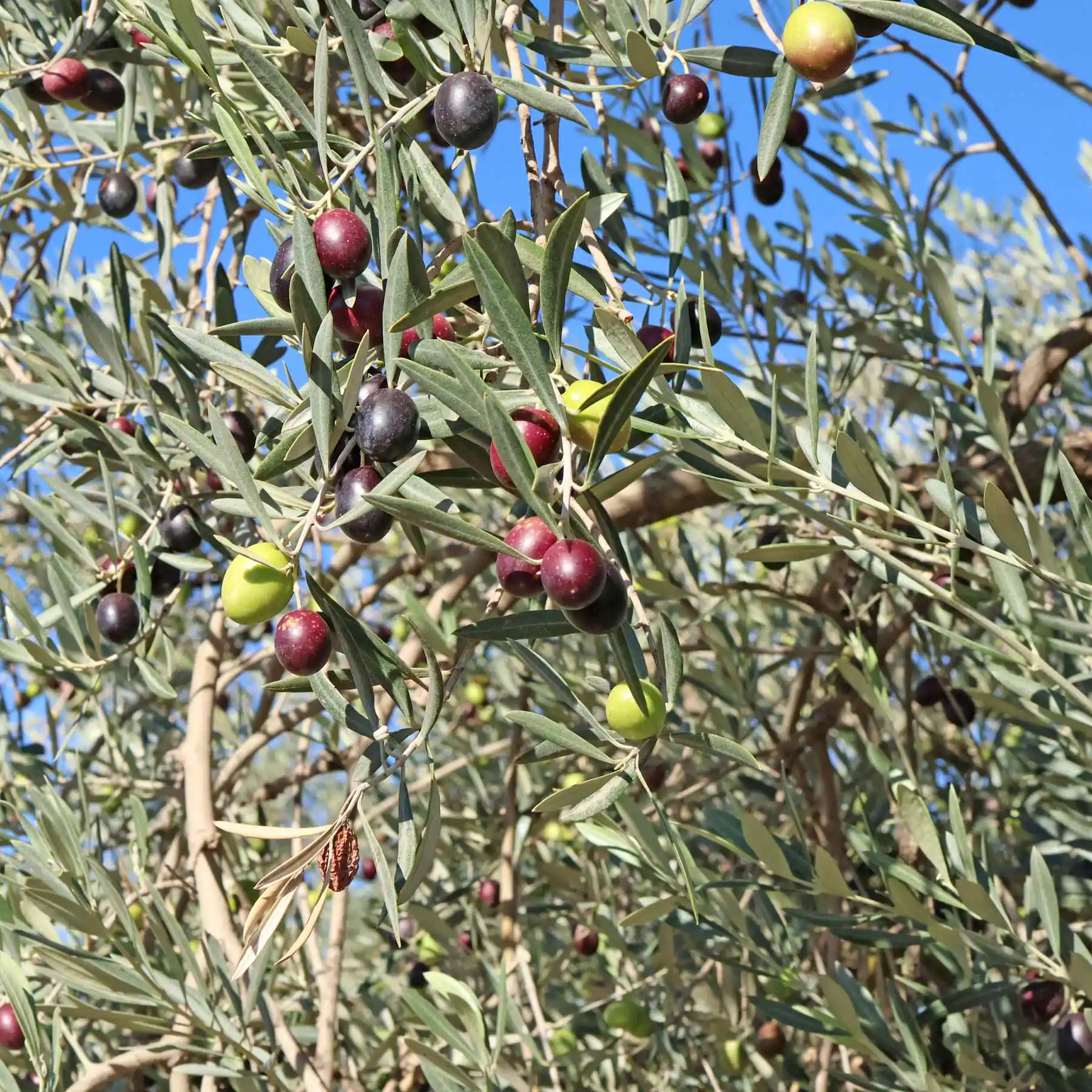 Olea europaea - Olive Tree - Image 3
