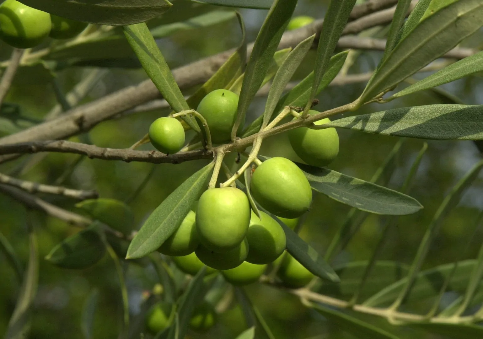 Olea europaea - Olive Tree - Image 4