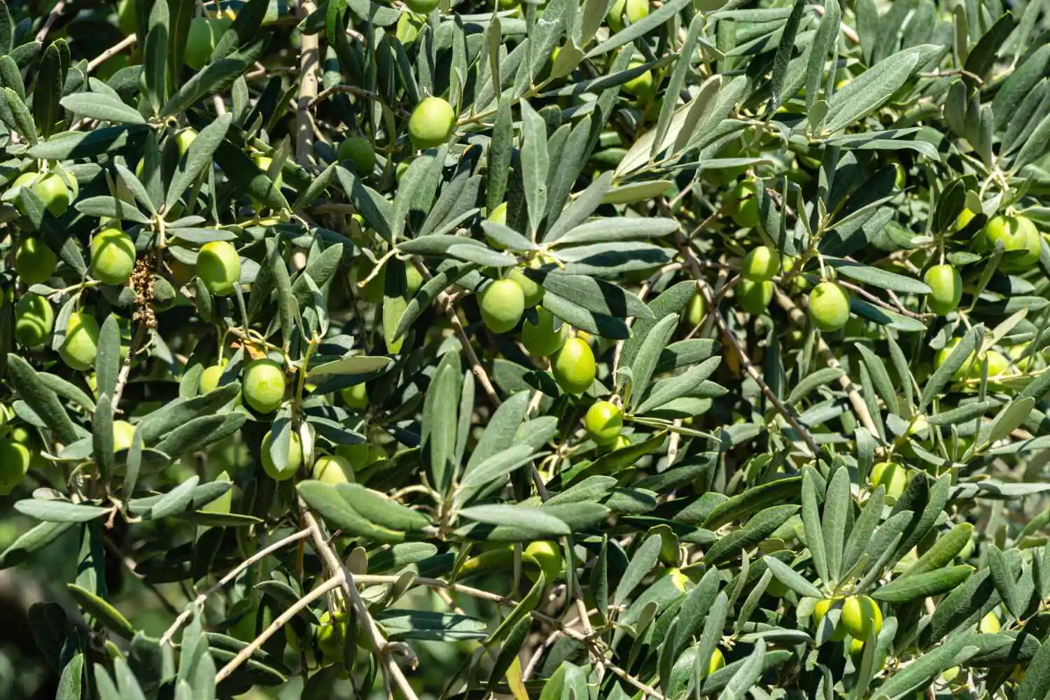 Olea europaea - Olive Tree - Image 5